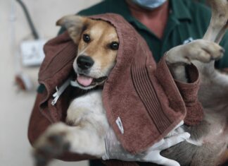 Reviving Tolerance Towards Street Dogs in Urban India