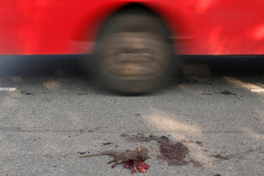 Bandipur Tiger Reserve, Karnataka