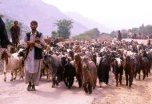 Mapping the Impact of COVID-19 on Himalayan Pastoralists: A Primer