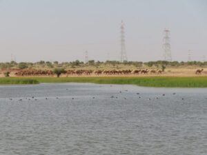 Oran Village Camel Crossing
