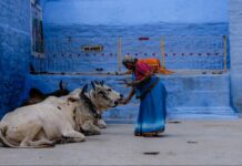 Milking Money: Tracing How Religion Shapes Perceptions of India’s Dairy Industry