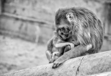 Out of the Woods: How Mother Nature as a Legal Being Can Help Attain Ecological Justice